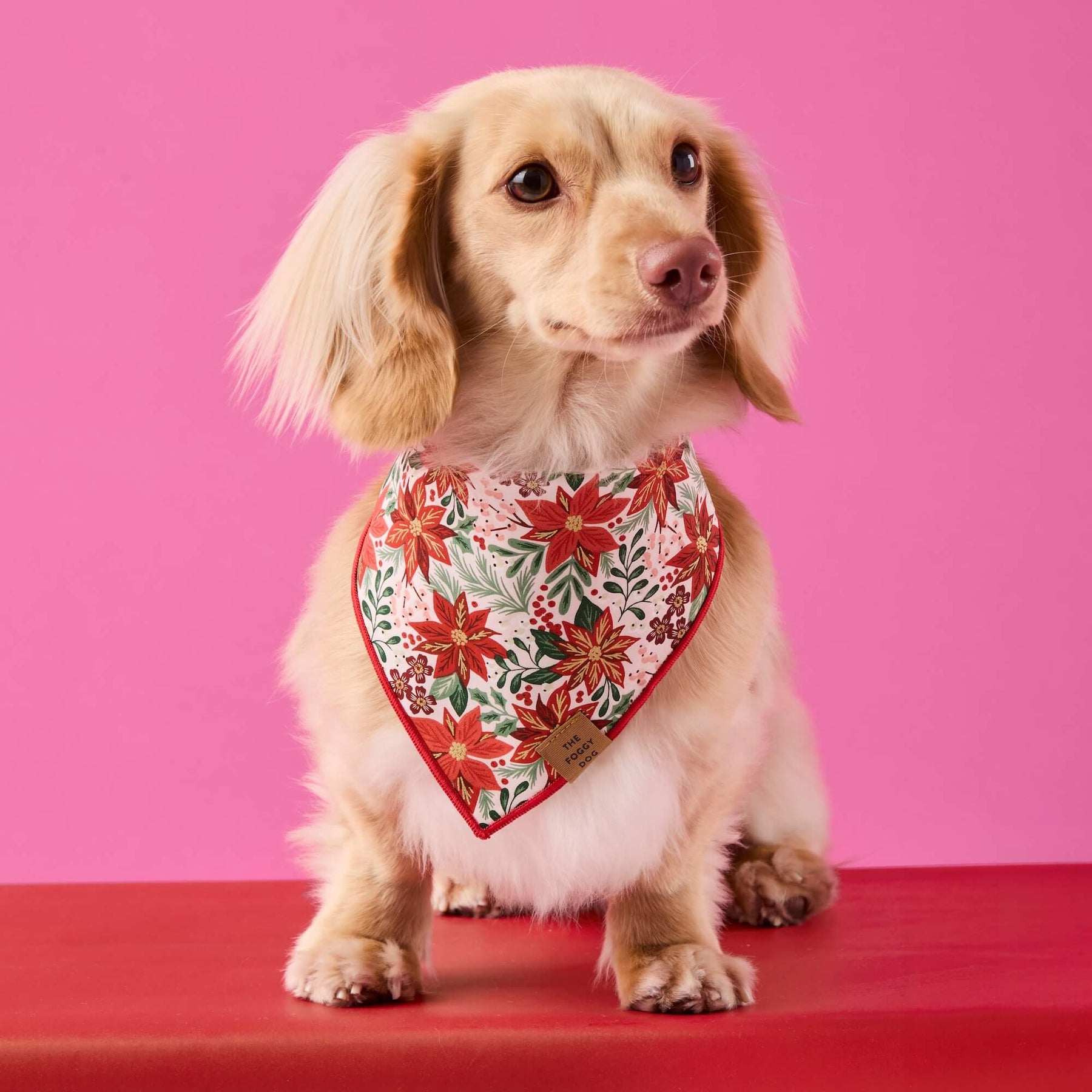 The Foggy Dog - Bandana Poinsettia