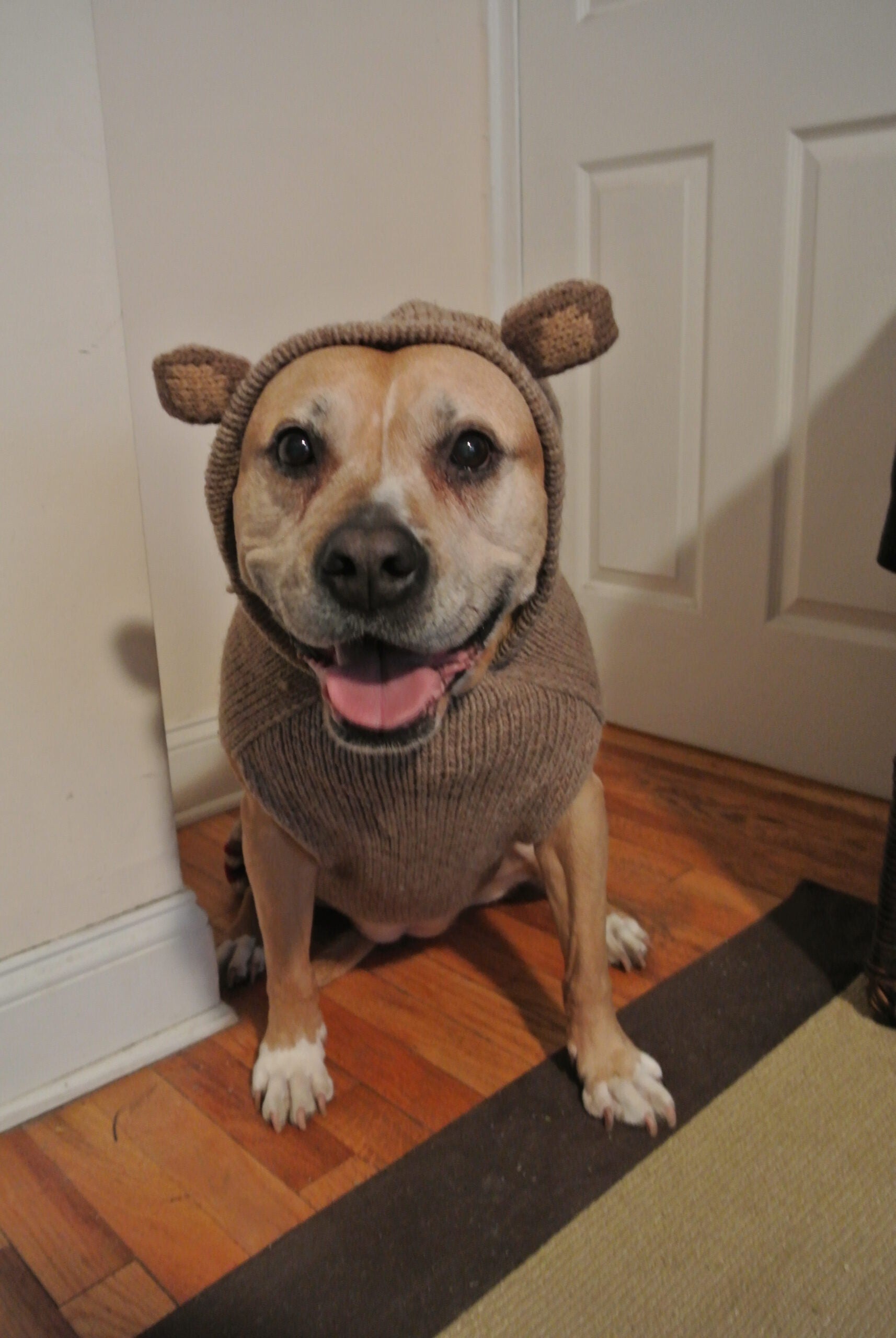 Chilly Dog - Dog Sweater Monkey