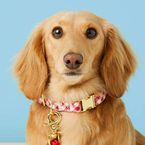 The Foggy Dog - Dog Collar Red Gingham
