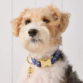 The Foggy Dog - Dog Collar Regatta