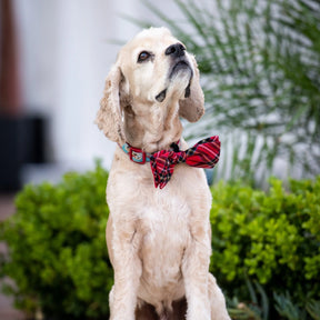 Huxley & Kent - Bow Tie Royal Tartan - Southern Agriculture 