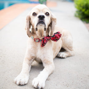 Huxley & Kent - Bow Tie Royal Tartan - Southern Agriculture 