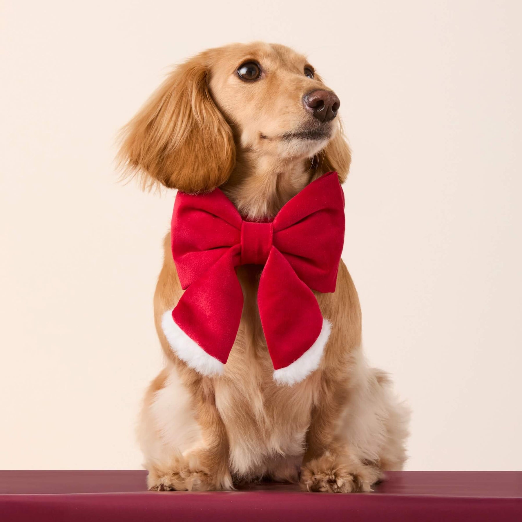 Foggy Dog - Dog Bow Lady Santa Paws