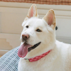 The Foggy Dog - Dog Collar Katherine Plaid