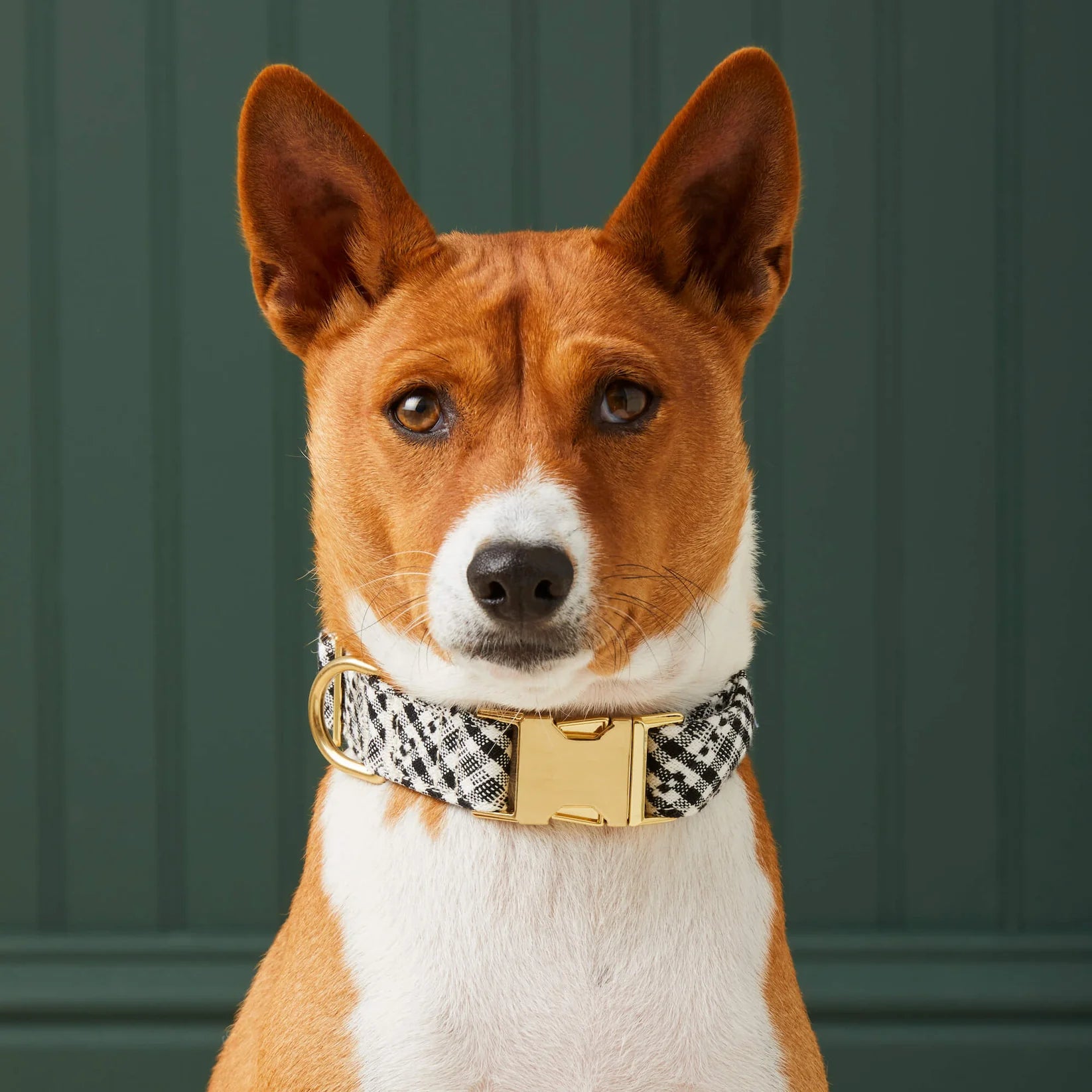 The Foggy Dog - Dog Collar Soho Black