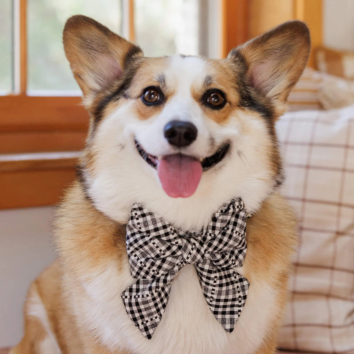 The Foggy Dog - Dog Bow SOHO black Lady	Heather Home xTFD