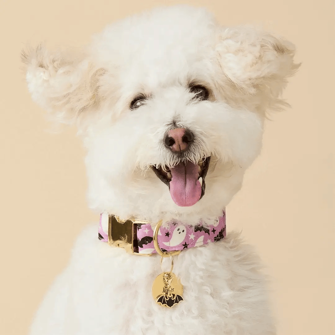 The Foggy Dog - Dog Collar Spooky Season Glow In the Dark
