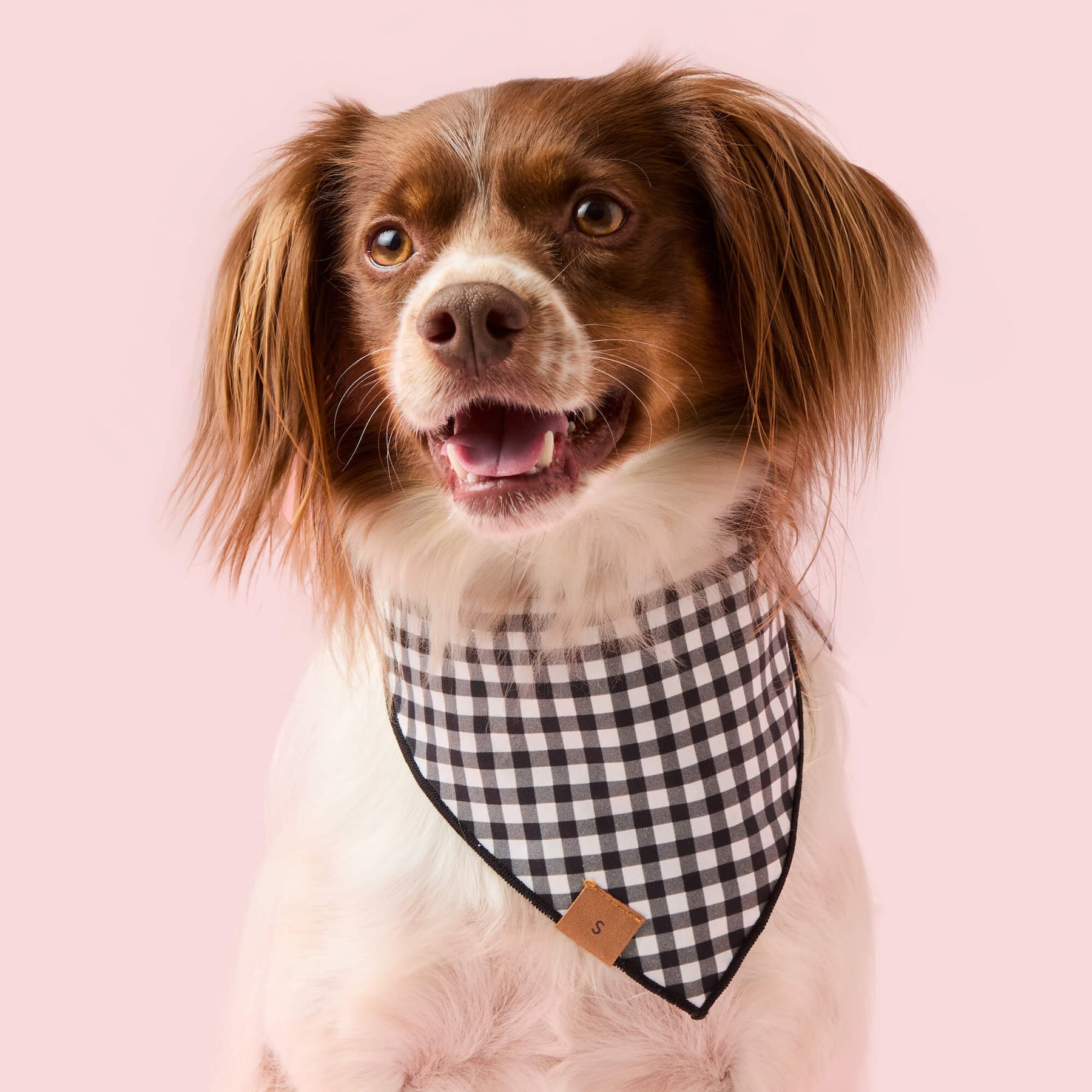 The Foggy Dog - Bandana Spooky Season