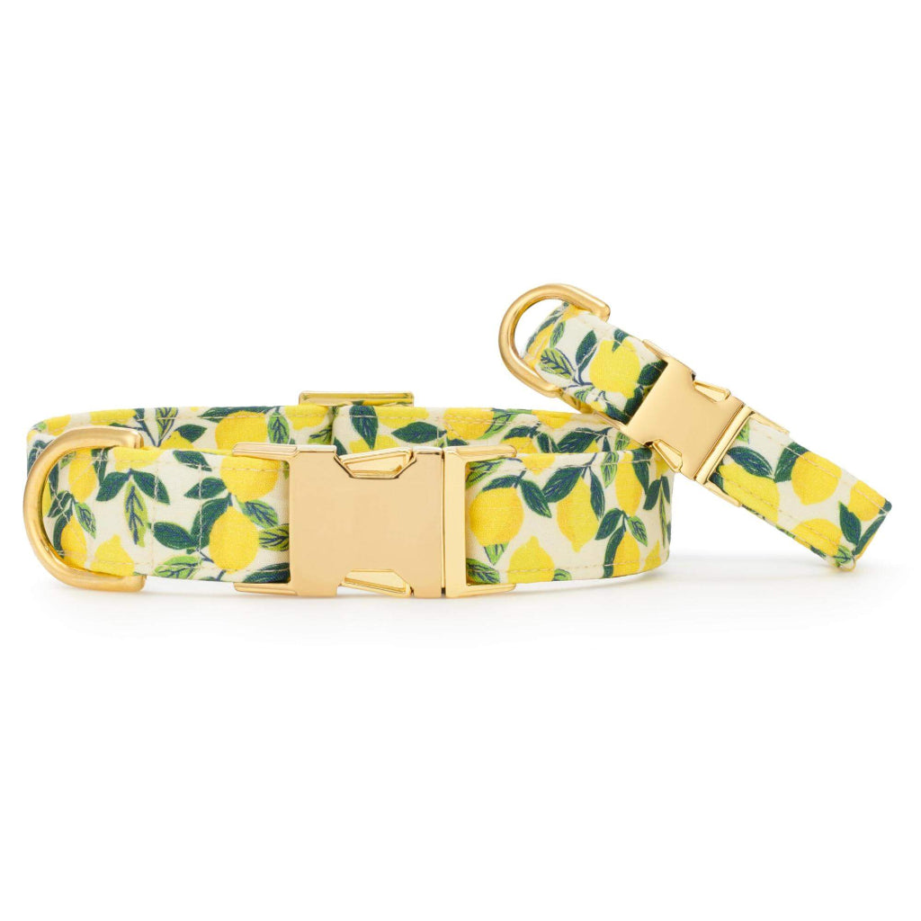 Foggy Dog - Dog Collar Lemon Zest