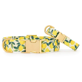Foggy Dog - Dog Collar Lemon Zest