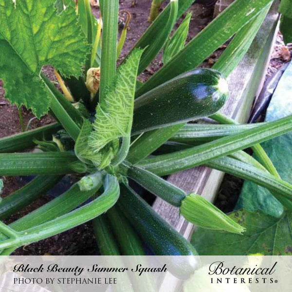 Squash Summer Black Beauty Seeds - Southern Agriculture 