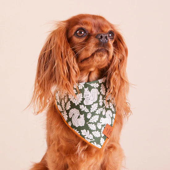 The Foggy Dog - Bandana Dog Squirrel Fall