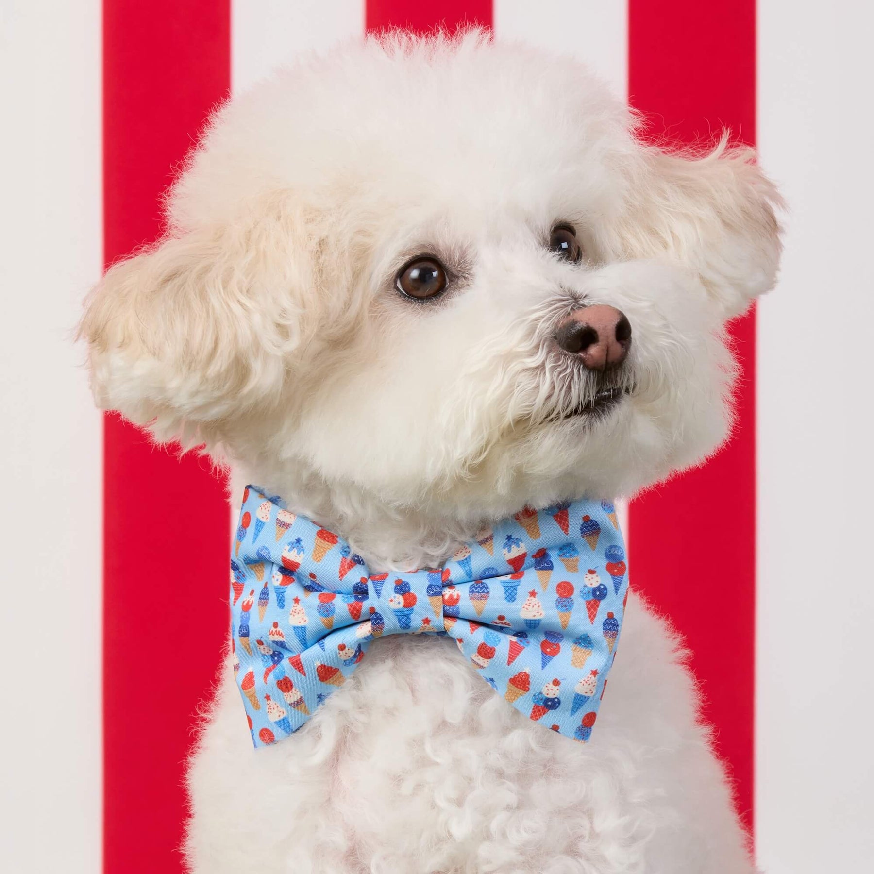The Foggy Dog - Bow Tie Star Spangled Scoops
