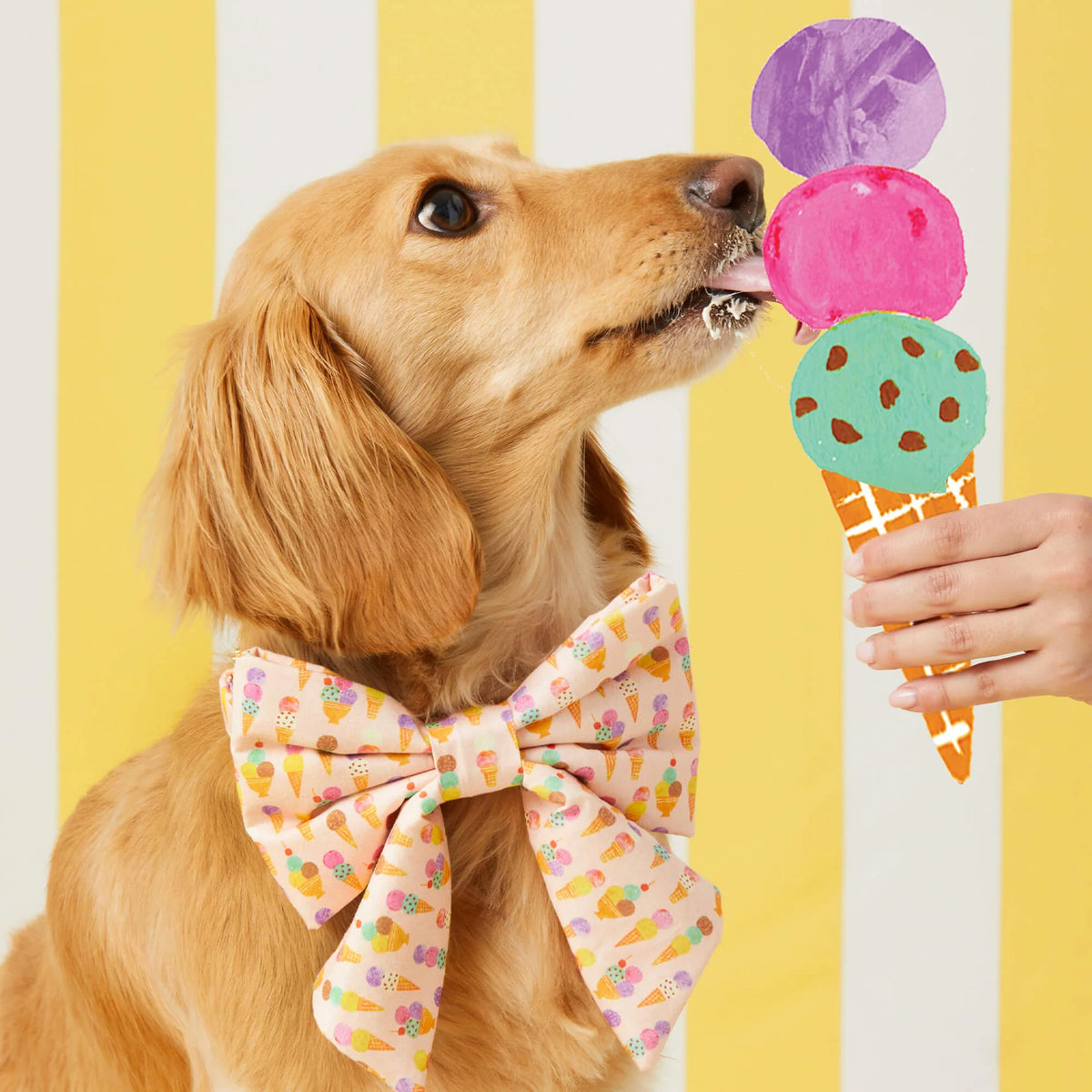 The Foggy Dog - Lady Dog Bow Sundae Funday
