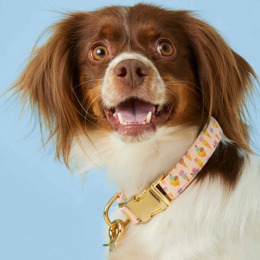 The Foggy Dog - Dog Collar Sundae Funday