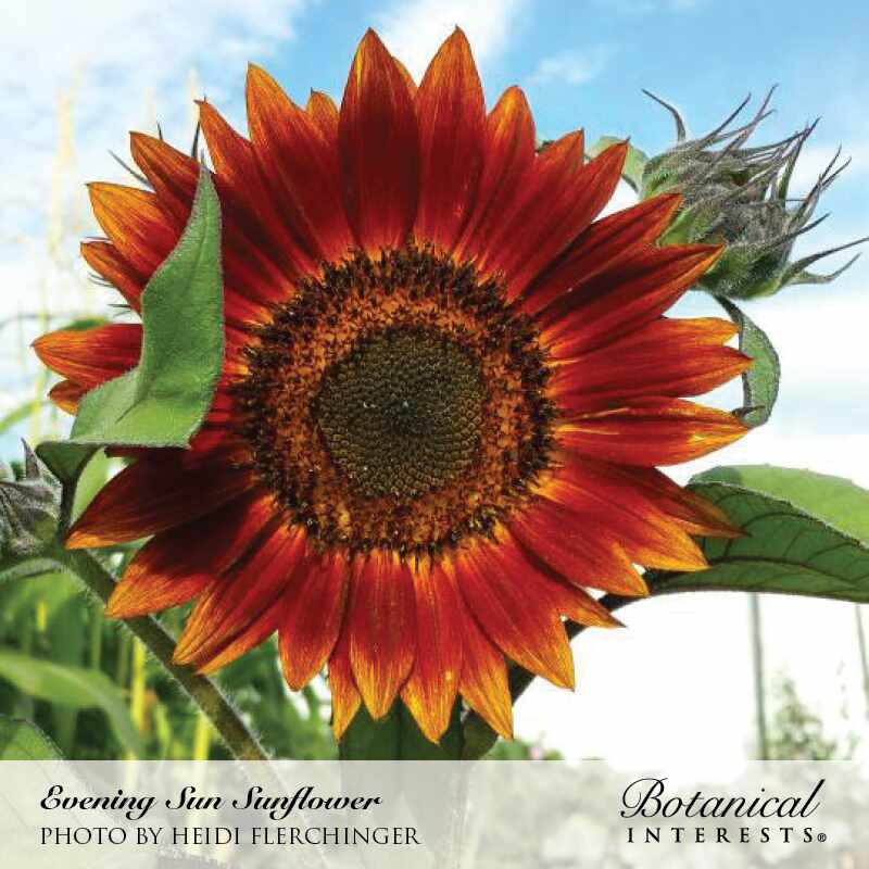 Botanical Interests, Inc. - Evening Sun Sunflower Seeds