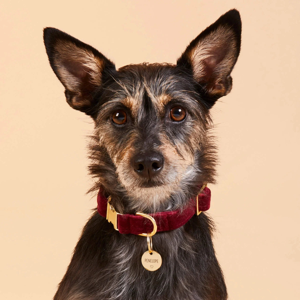 The Foggy Dog - Dog Collar Burgundy Velvet