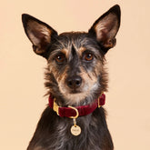 The Foggy Dog - Dog Collar Burgundy Velvet