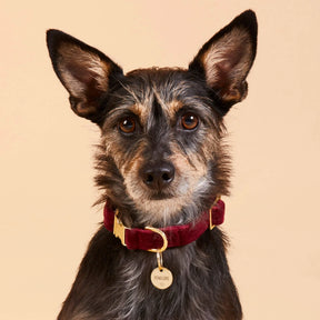 The Foggy Dog - Dog Collar Burgundy Velvet