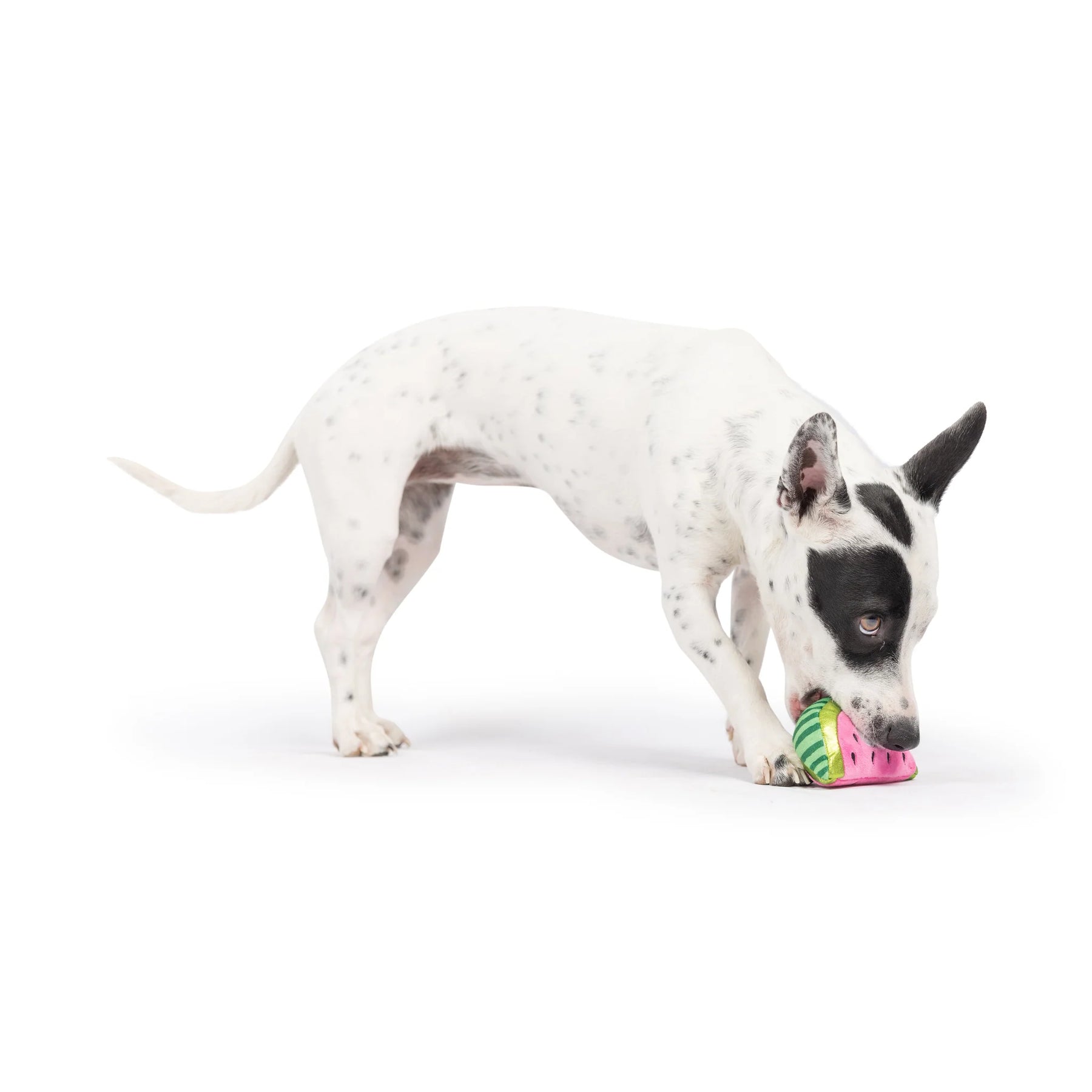 Huxley & Kent - Dog Toy Tiny Tuff Walter Melon