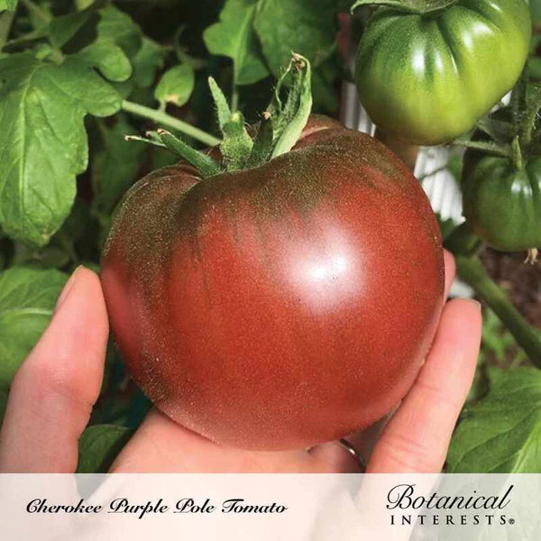 Botanical Interests, Inc. - Tomato Pole Cherokee Purple Organic Seeds