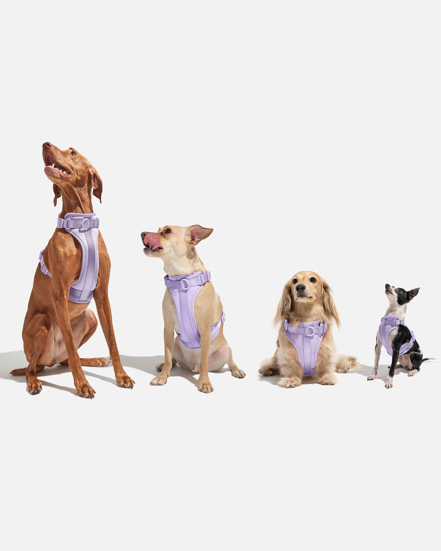 Wild One - Dog Harness Adjustable Comfort Black
