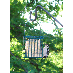 St Albans Bay - Suet Feeder Single