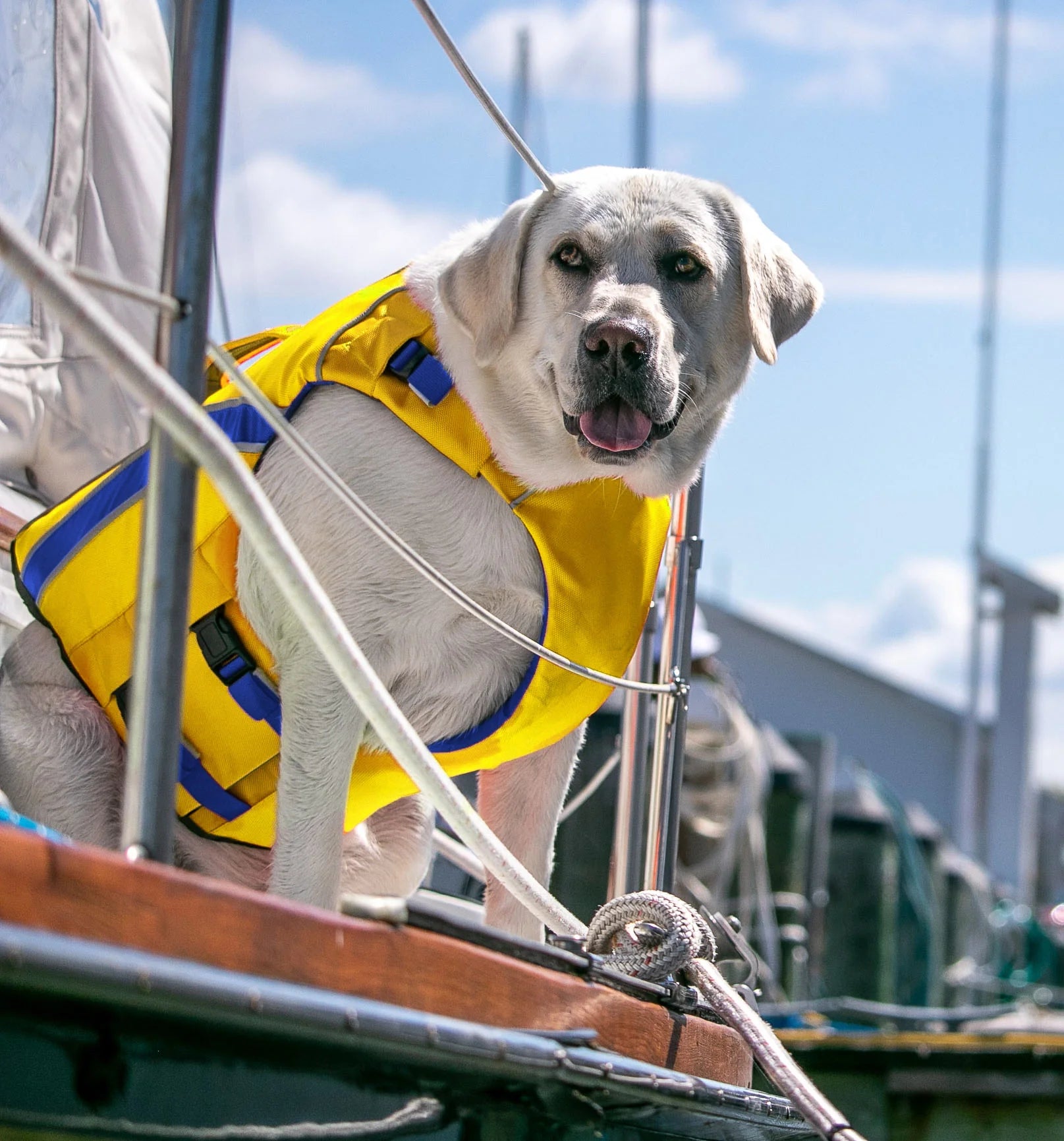 Baydog - Monterey Bay Canine LifeJacket