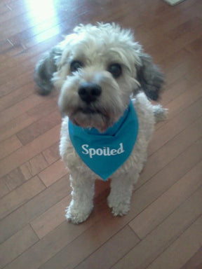 FunDog Bandanas - Dog Bandana Spoiled