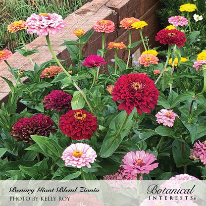 Botanical Interests, Inc. - Zinnia Benary's Giant Breed Organic Seeds
