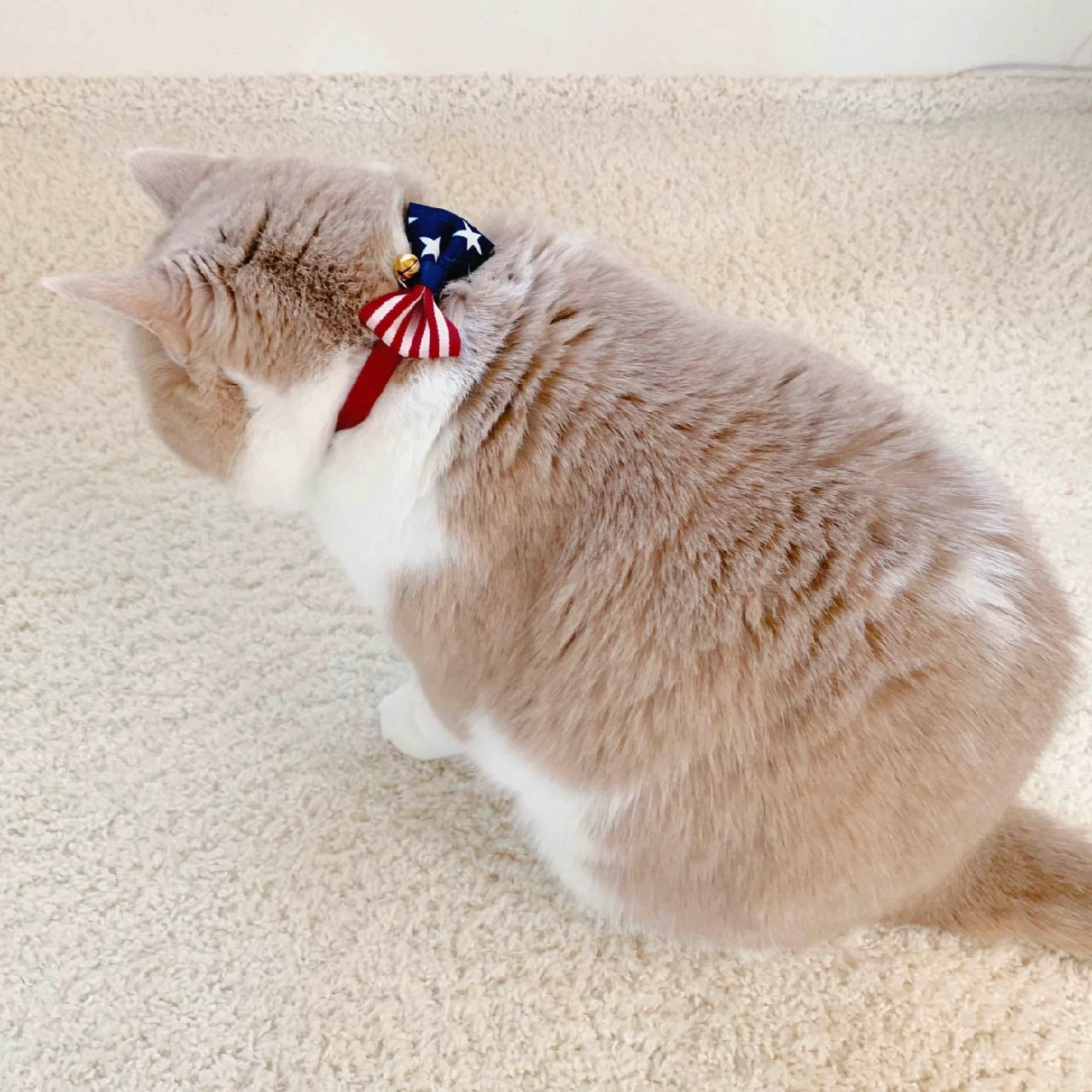 Moon-X USA - Cat Collar My Cat For President
