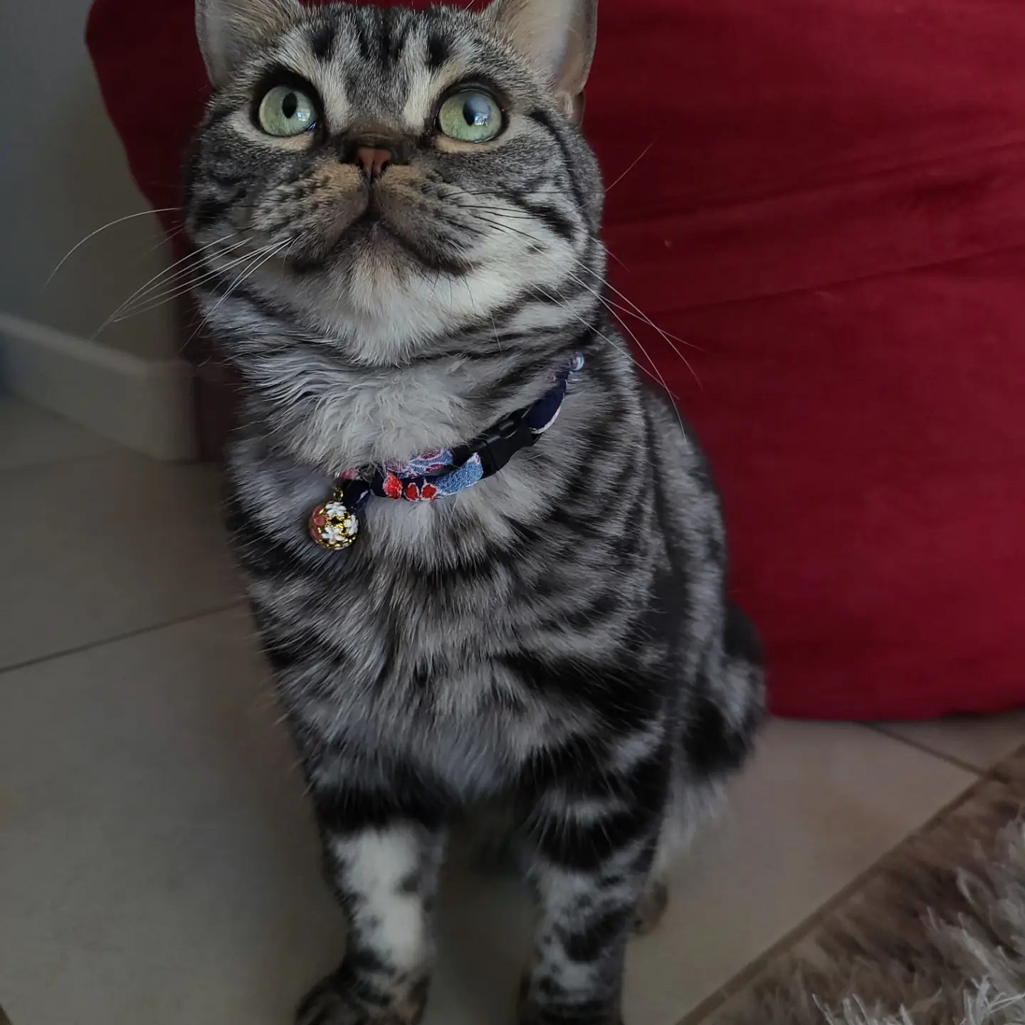 Moon-X USA - Cat Collar Chirimen Sakura