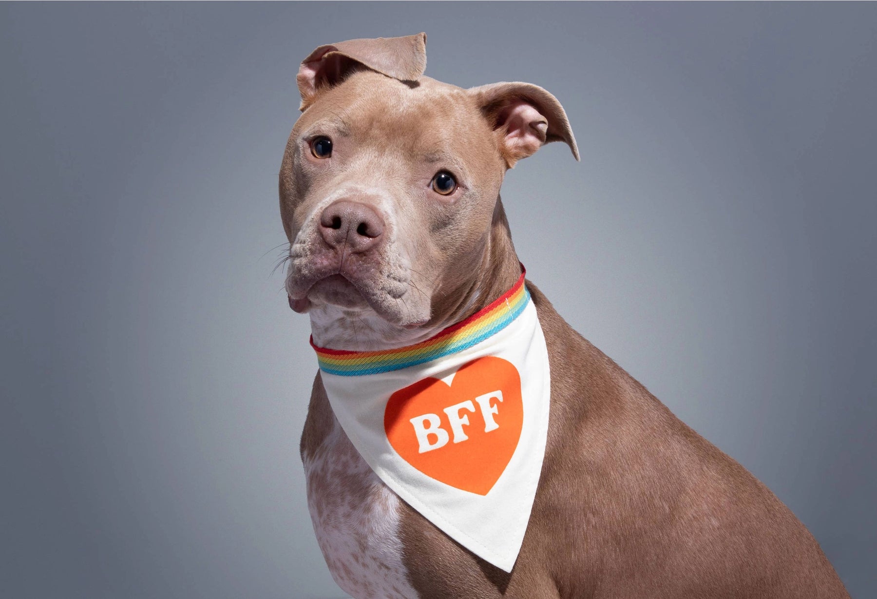 Chronicle-Hachette Book - Dog Bandana Brass Monkey BFF