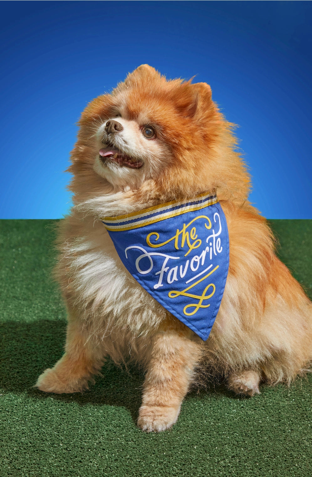 Chronicle-Hachette Book - Dog Bandana Brass Monkey The Favorite Dog Blue