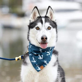 The Foggy Dog - Down By the Sea Bandana