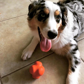 SodaPup - Crazy Bounce, Retrieving, and Chew Dog Toy
