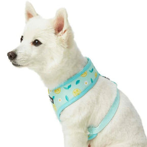 Blueberry Pet - Refreshing Lemon | Zesty Fruit Dog Harness Vest