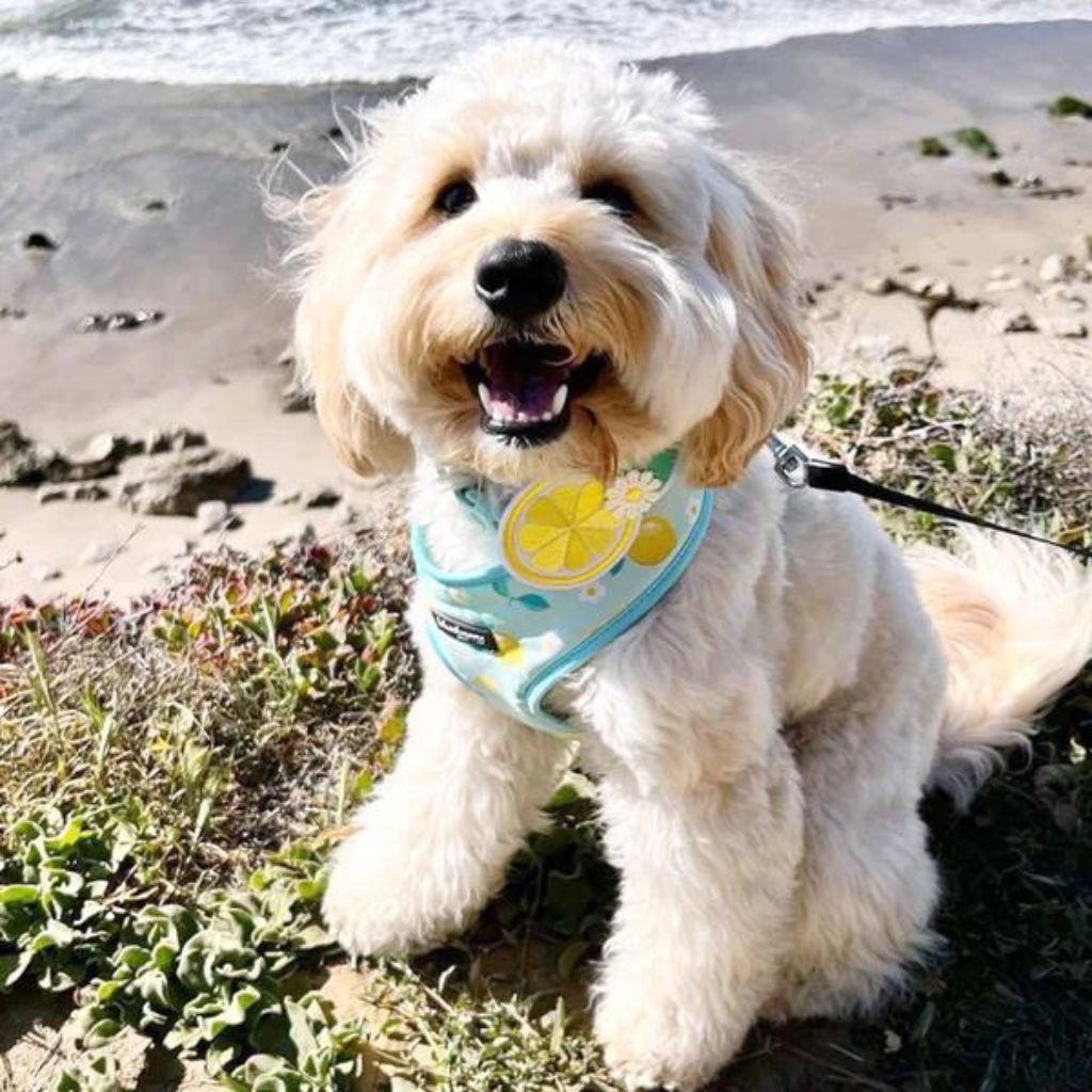 Blueberry Pet - Refreshing Lemon | Zesty Fruit Dog Harness Vest