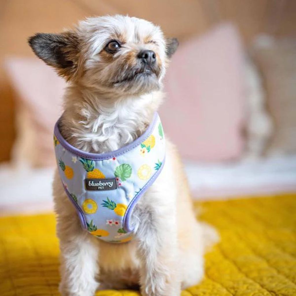 Blueberry Pet - Pineapple | Zesty Fruit Dog Harness Vest