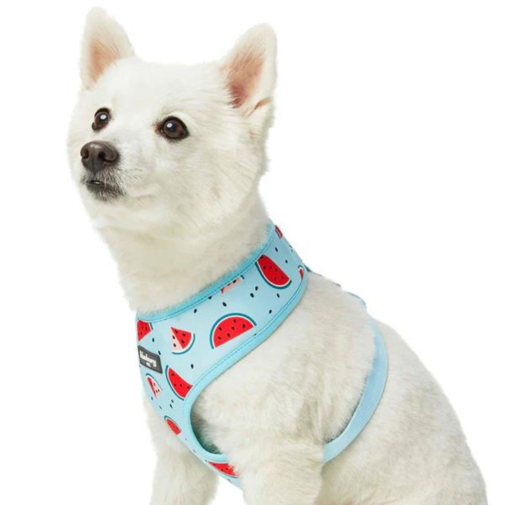 Blueberry Pet - Slices of Watermelon | Zesty Fruit Dog Harness Vest