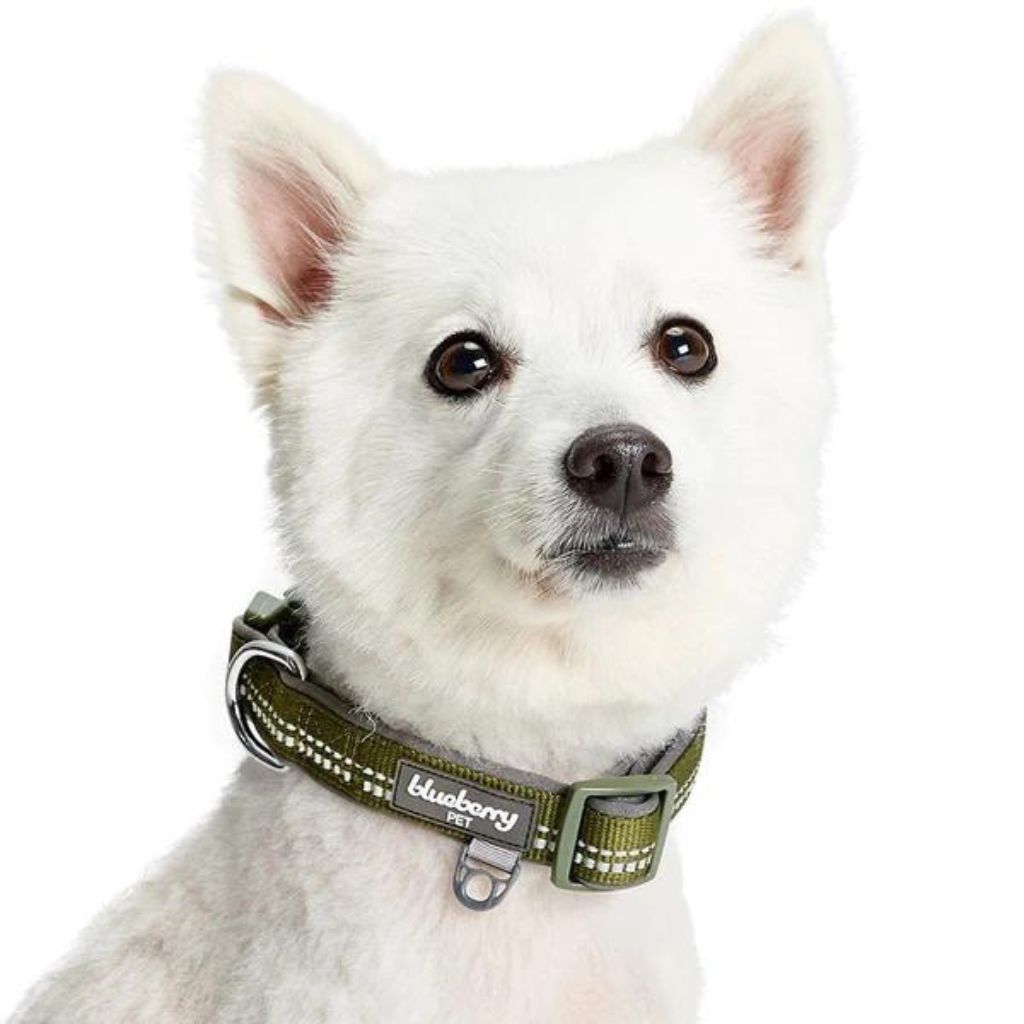 Blueberry Pet - Olive Green | 3M Reflective Neoprene Padded Dog Collar