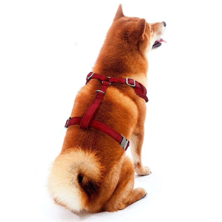 Little Earth Productions - Oklahoma Sooners Velvet Pet Harness