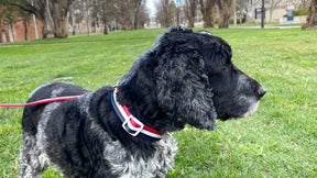 Bark by Dog - Marco Collar Red/ White/Blue