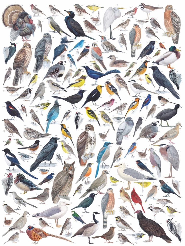 New York Puzzle Co. - Birds of North America - Southern Agriculture 