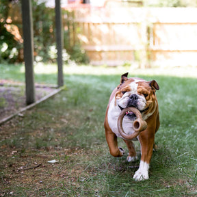 Benebone - Ring Nylon Chew Toy Bacon