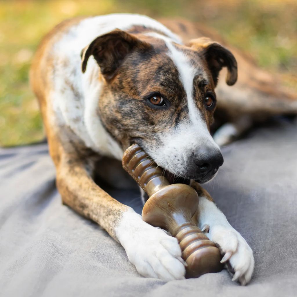 Benebone - Zaggler Nylon Chew Toy Bacon - Southern Agriculture 