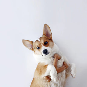 Benebone - Wishbone Nylon Chew Toy Bacon - Southern Agriculture 