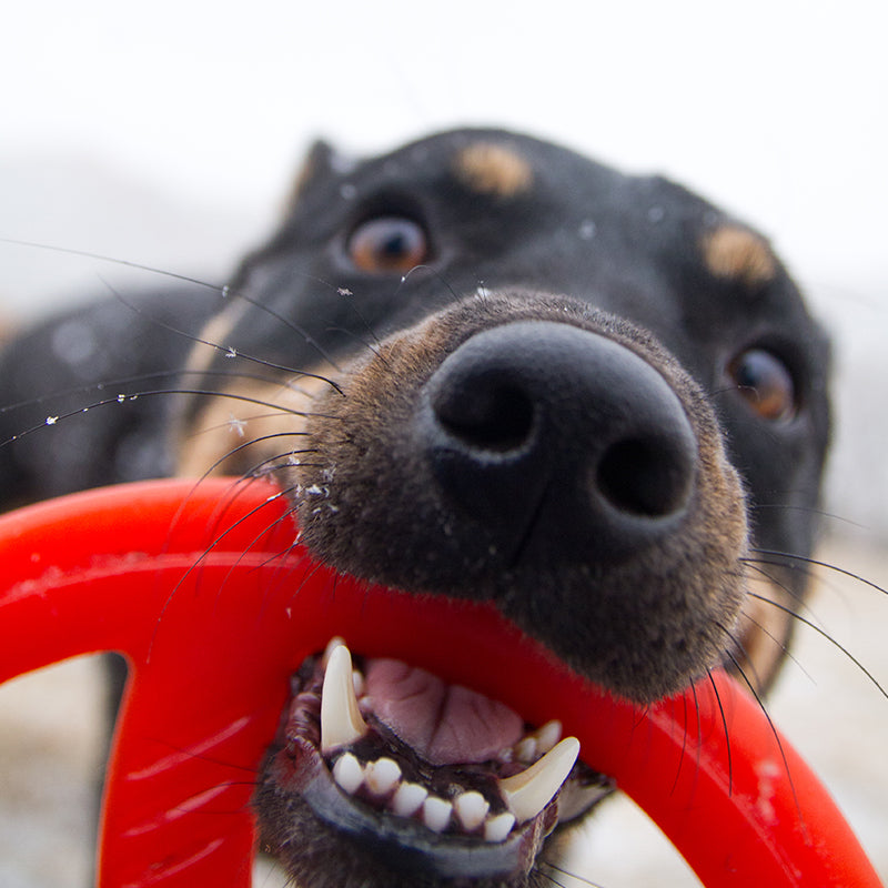 Bionic - FDA Food Toss-N-Tug