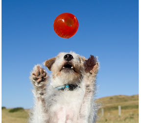 Bionic -  FDA Food Grade Rubber Ball