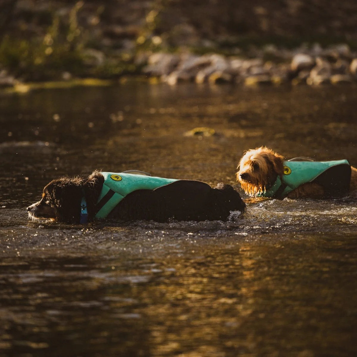 Carolina Pet Company - Life Jacket Neoprene Pet Life